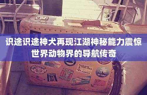 识途识途神犬再现江湖神秘能力震惊世界动物界的导航传奇