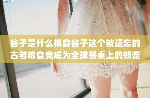 谷子是什么粮食谷子这个被遗忘的古老粮食竟成为全球餐桌上的新宠