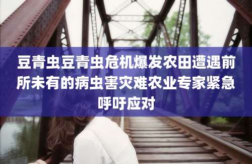 豆青虫豆青虫危机爆发农田遭遇前所未有的病虫害灾难农业专家紧急呼吁应对