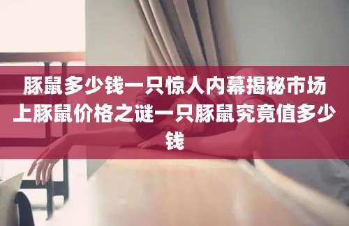 豚鼠多少钱一只惊人内幕揭秘市场上豚鼠价格之谜一只豚鼠究竟值多少钱